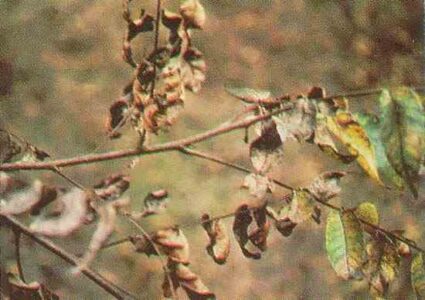 Protect Yourself From Herbicide and Pesticide Exposure Image